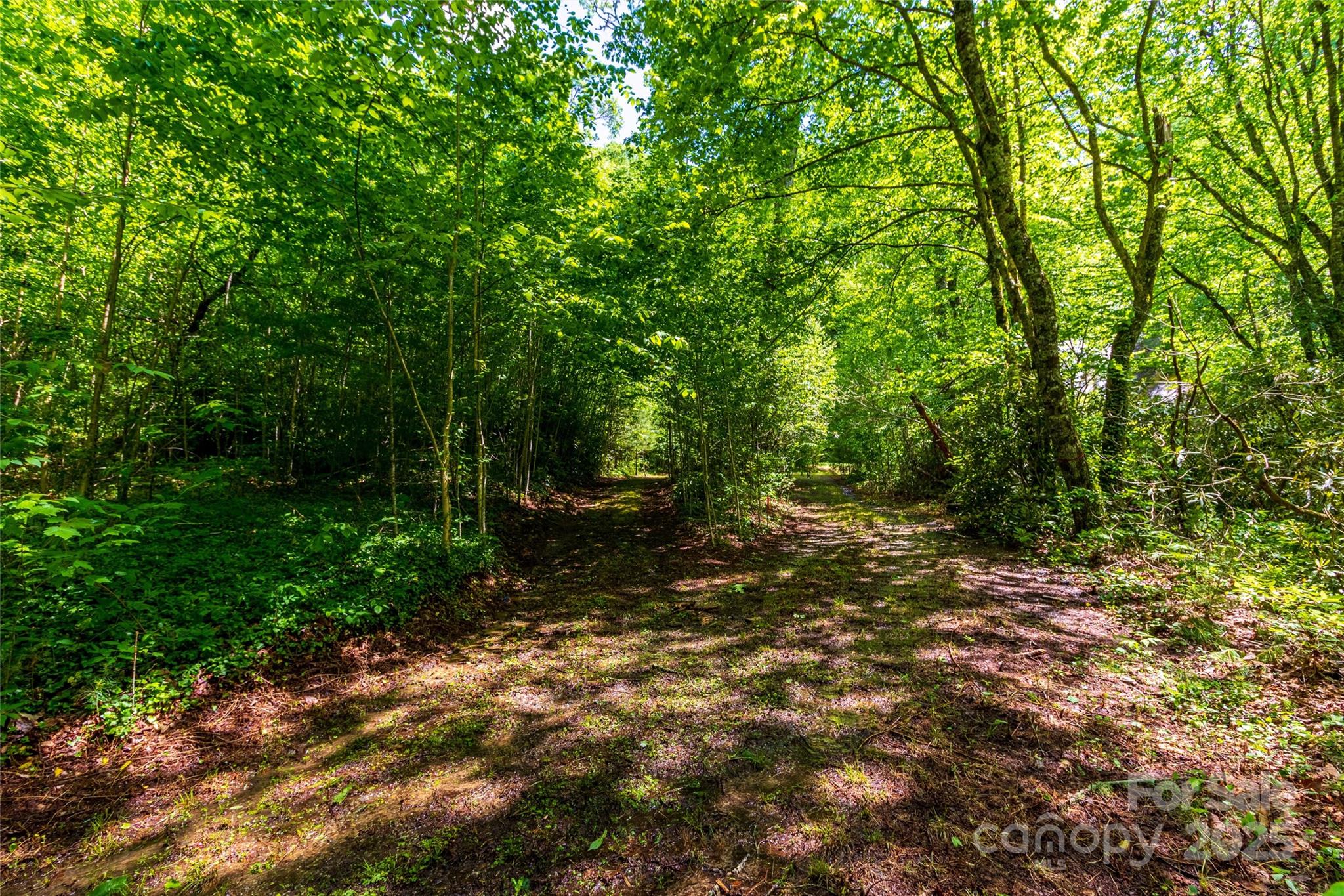 Tbd Memory Lane Cullowhee, NC 28723 - Photo 24 of 41 a view of a forest