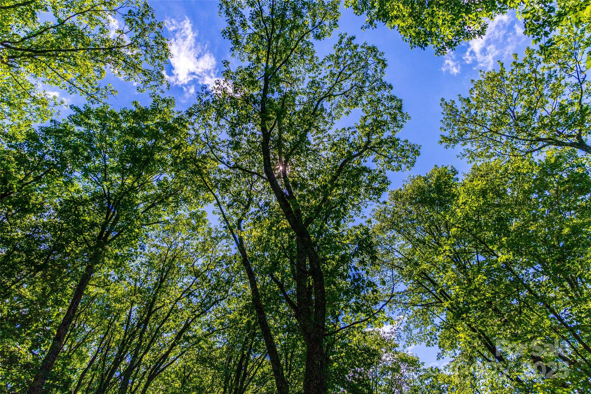 Tbd Memory Lane Cullowhee, NC 28723 - Photo 28 of 41 a picture of trees