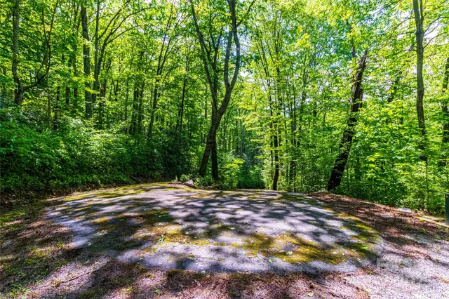 a view of a forest with large trees