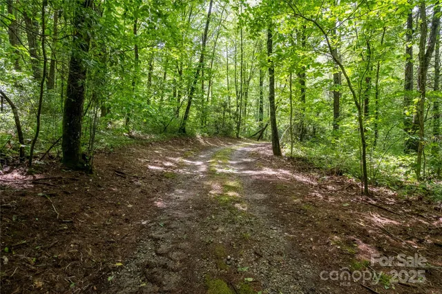 a view of a forest with trees in the background