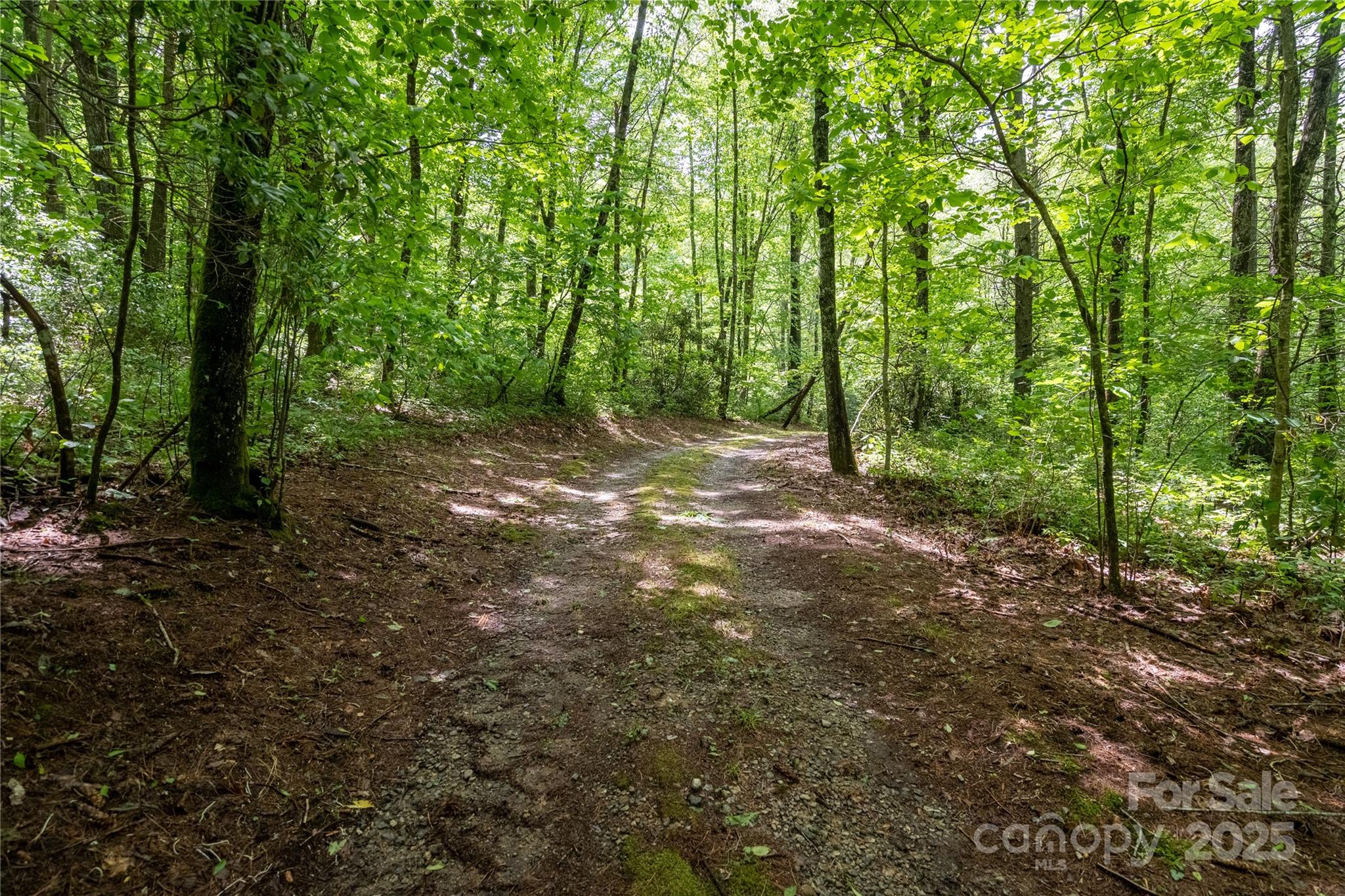 Tbd Memory Lane Cullowhee, NC 28723 - Photo 4 of 41 a view of a forest with trees in the background