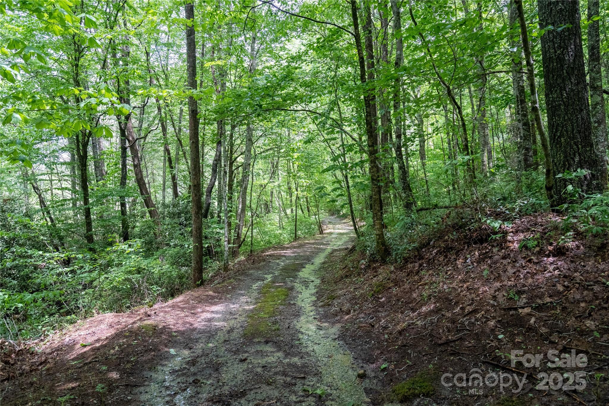Tbd Memory Lane Cullowhee, NC 28723 - Photo 6 of 41 a big yard with lots of green space and deers