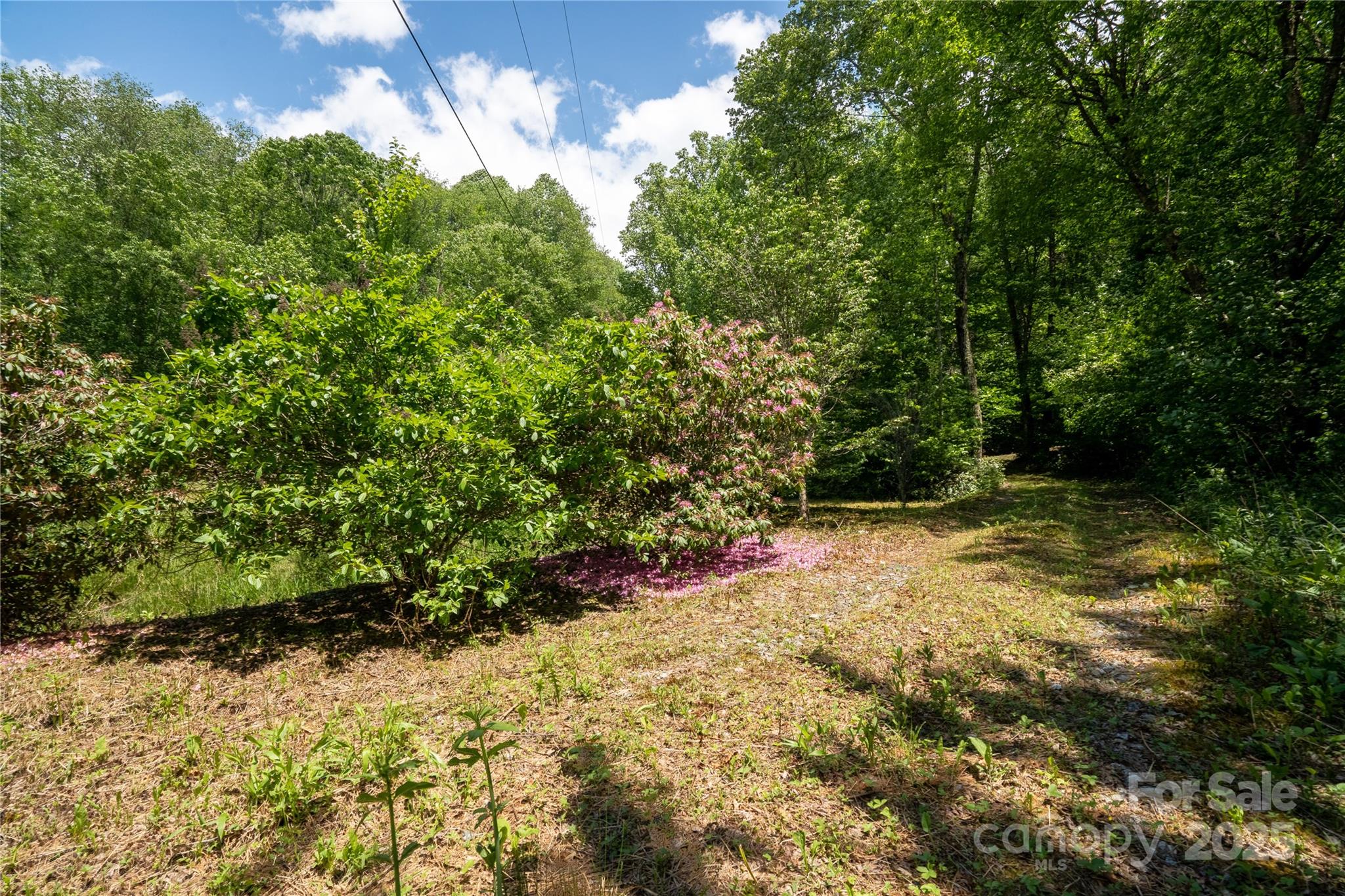 Tbd Memory Lane Cullowhee, NC 28723 - Photo 9 of 41 a view of a yard with plants and a tree