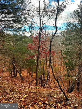 a view of a forest with a tree