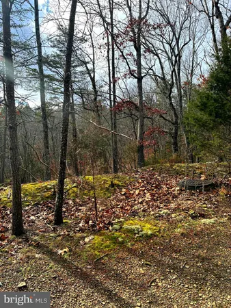 a view of a forest with trees