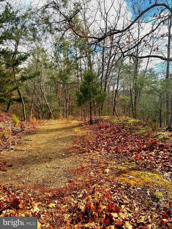 a view of a tree in the forest