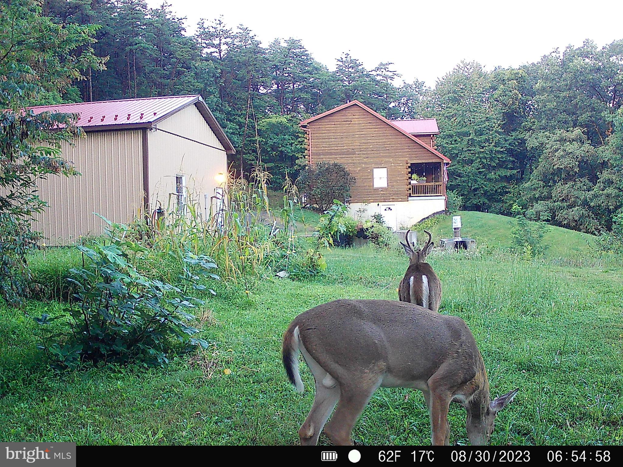 127 Cameron Orchard Road New Creek, WV 26743 - Photo 23 of 69