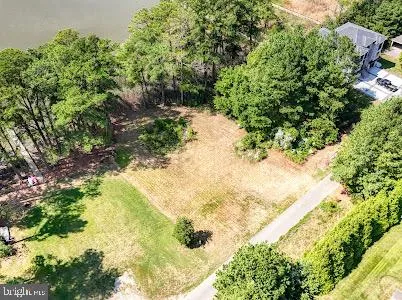 a view of a yard with plants and large trees