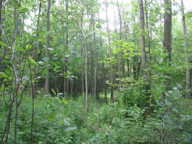 Tbd Burns Line Croswell, MI 48422 - Photo 7 of 19