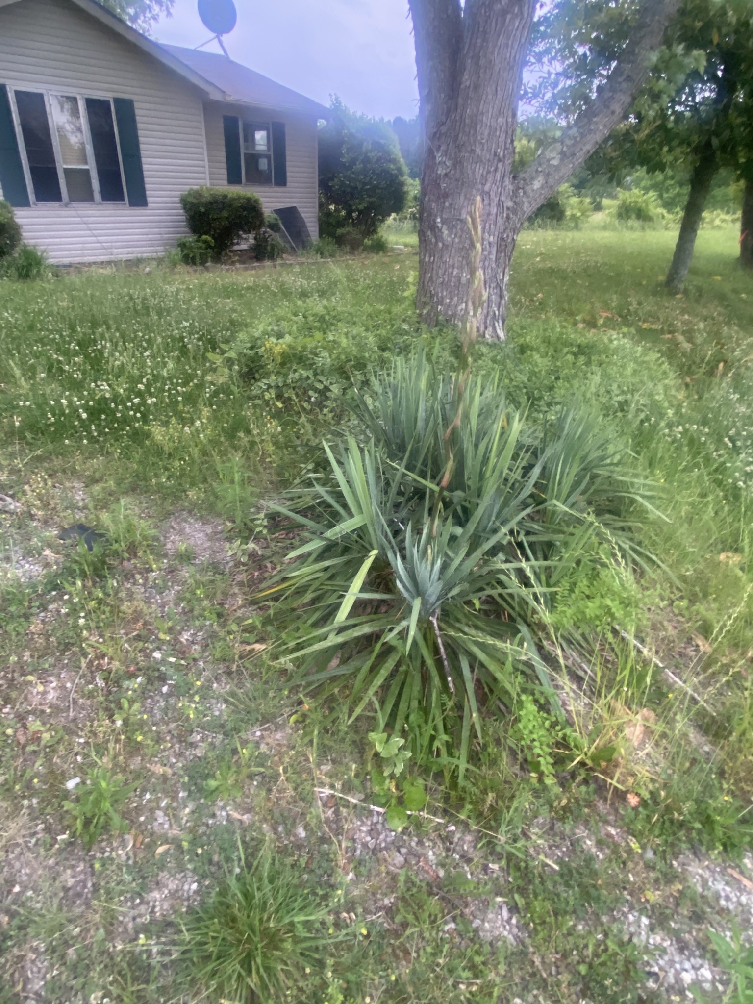 4989 Brooksie Thompson Road Decaturville, TN 38329 - Photo 2 of 7 Gallery Image 2