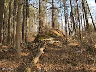 0 Pinecrest Hill Road Egremont, MA 01230 - Photo 8 of 12 a view of forest