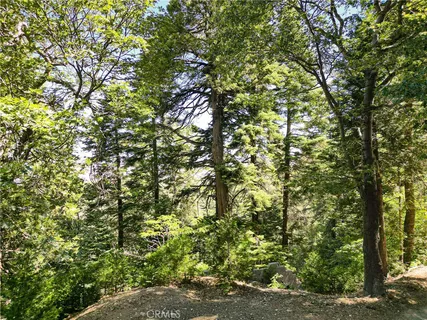 a view of a tree