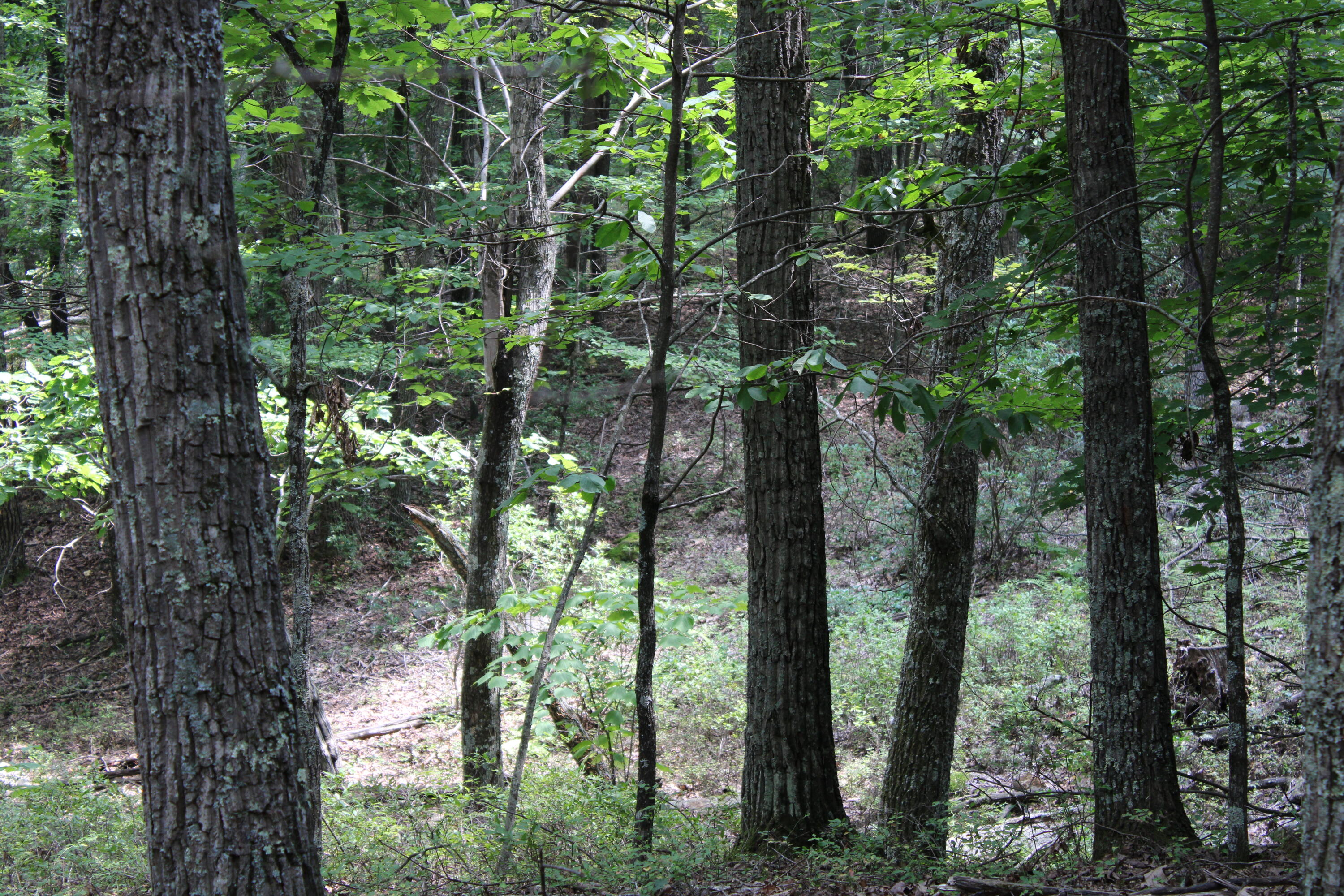 2816 Johns Creek Road New Castle, VA 24127 - Photo 41 of 96 IMG_0039