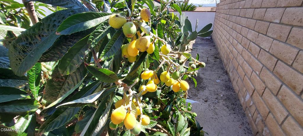 3477 Vicki Court Simi Valley, CA 93063 - Photo 20 of 23 a view of a plant