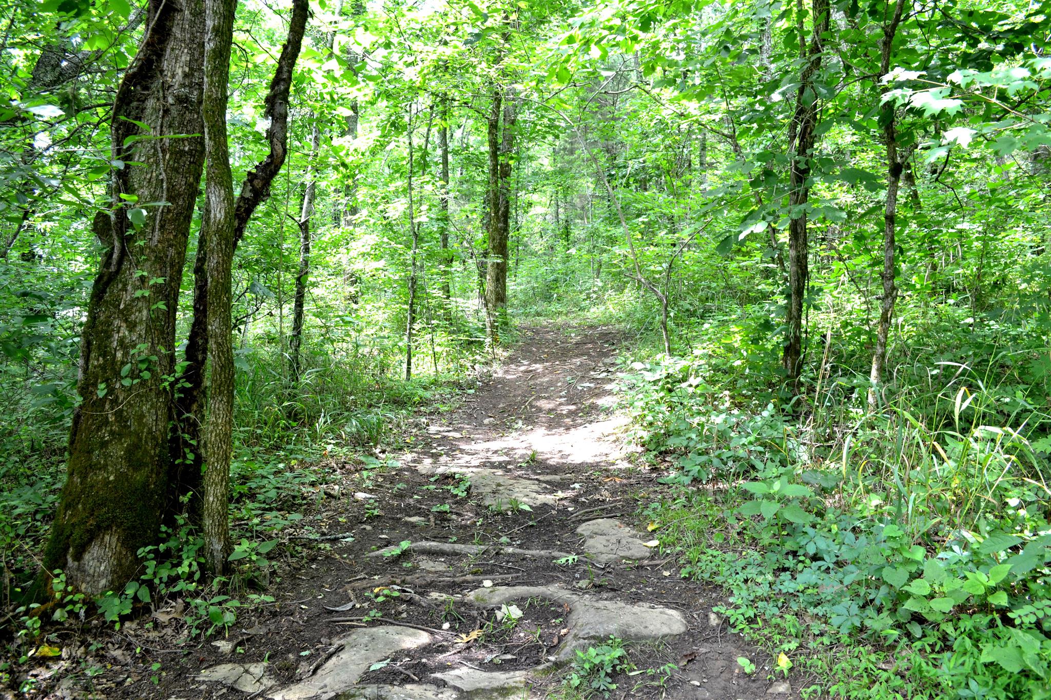 76 Buffalo Road Carthage, TN 37030 - Photo 7 of 30 a view of forest