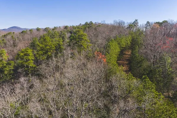 a view of a forest with mountains in the background