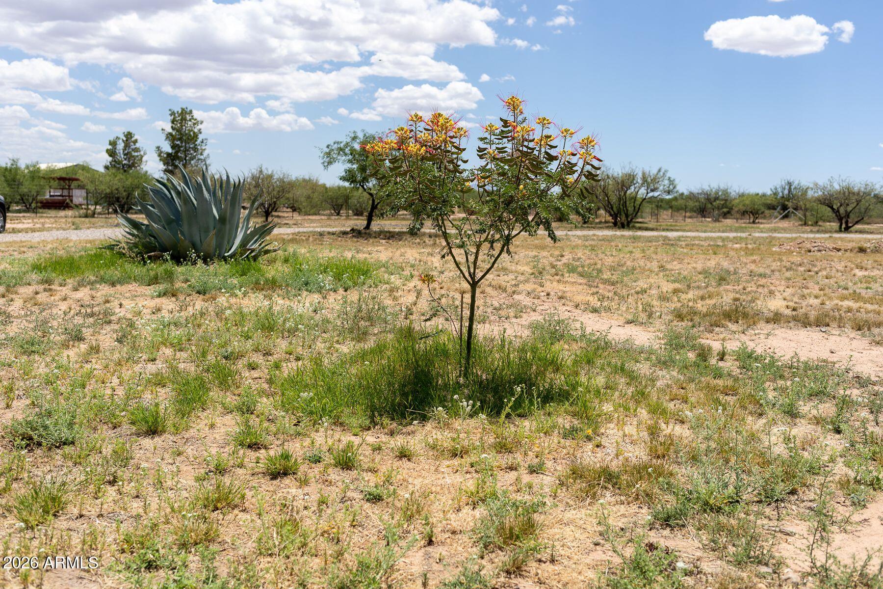 10847 South Kings Ranch Road Hereford, AZ 85615 - Photo 47 of 49 a view of a yard with an trees