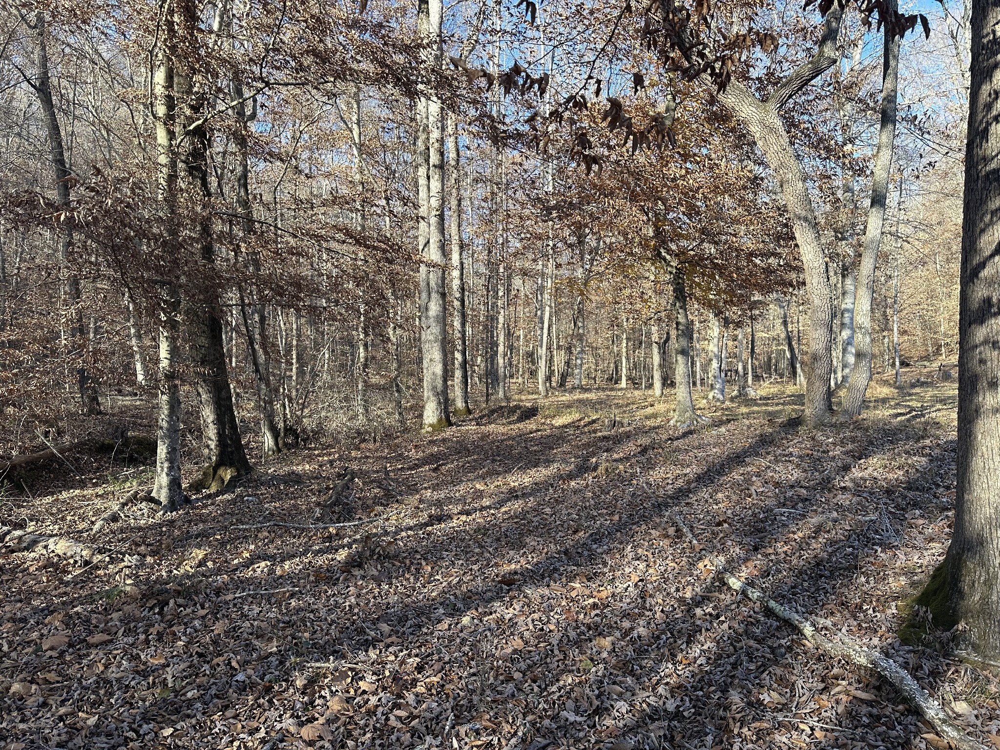 8427 Last Butler Creek Road Iron City, TN 38463 - Photo 33 of 50 a view of outdoor space with trees