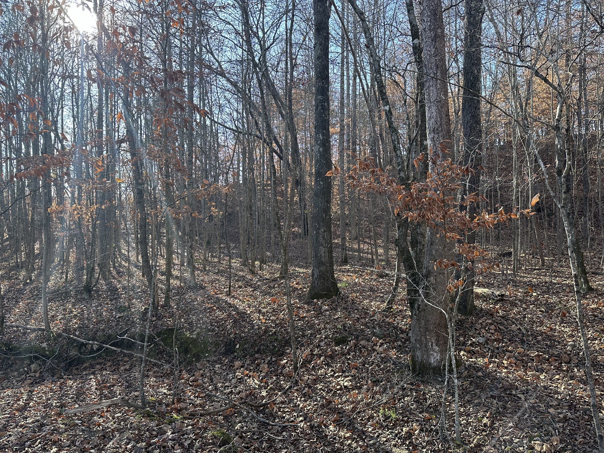 8427 Last Butler Creek Road Iron City, TN 38463 - Photo 34 of 50 a view of a forest