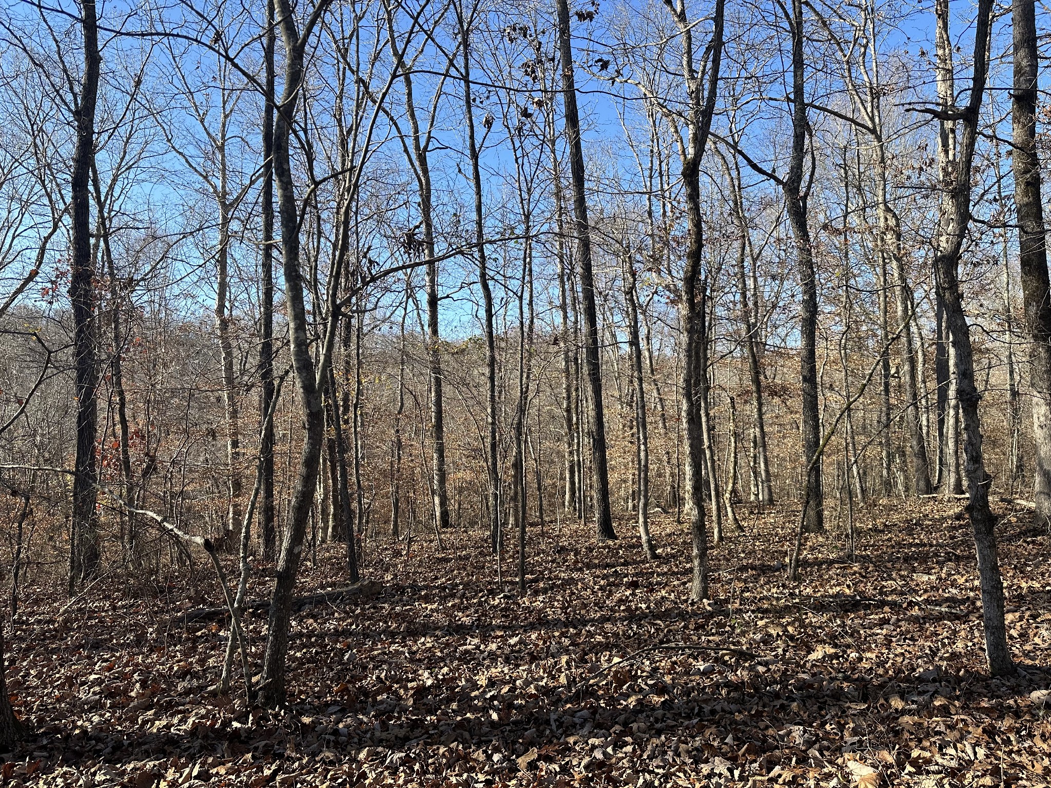 8427 Last Butler Creek Road Iron City, TN 38463 - Photo 35 of 50 a view of a backyard