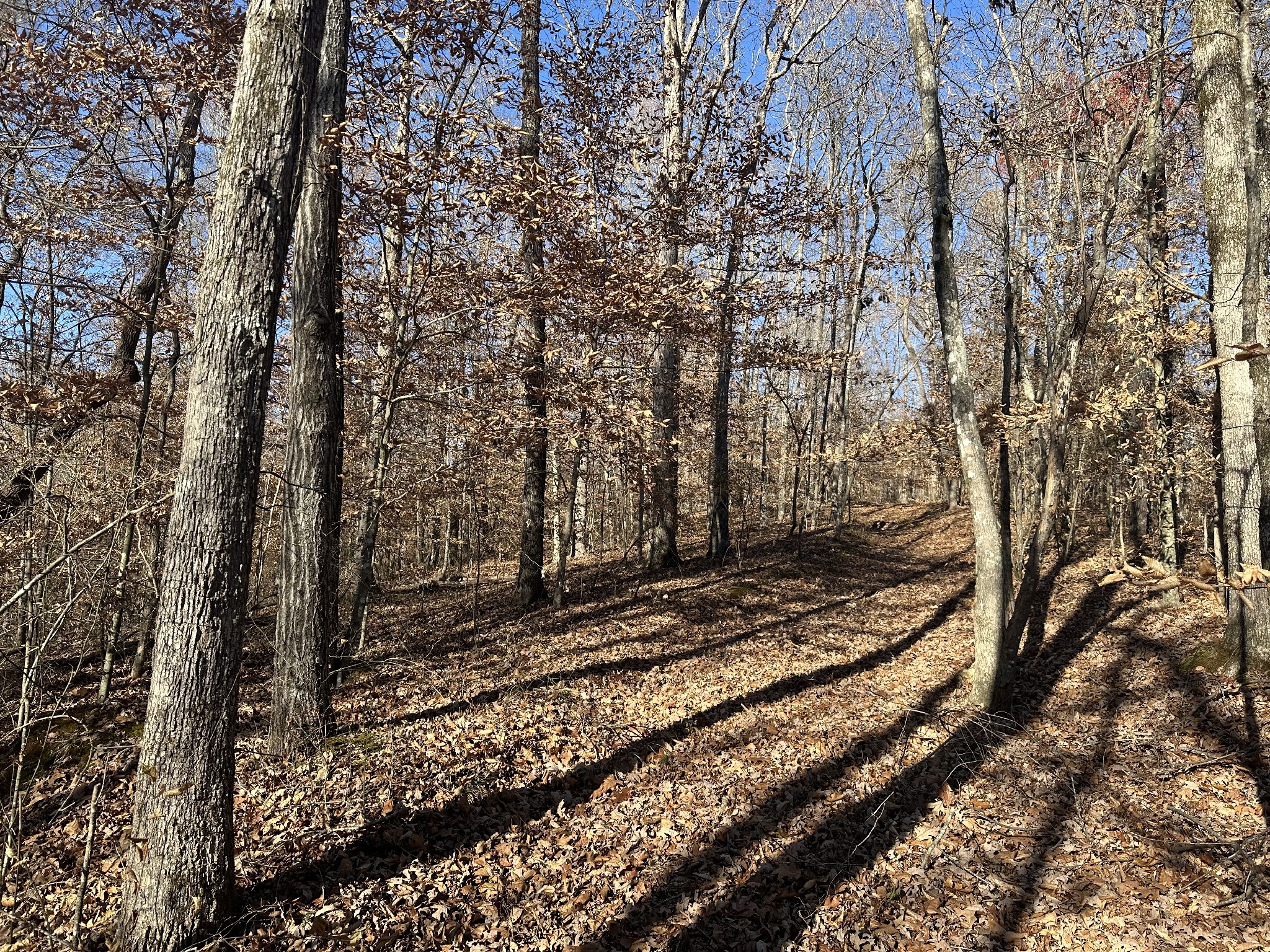 8427 Last Butler Creek Road Iron City, TN 38463 - Photo 36 of 50 a view of a yard