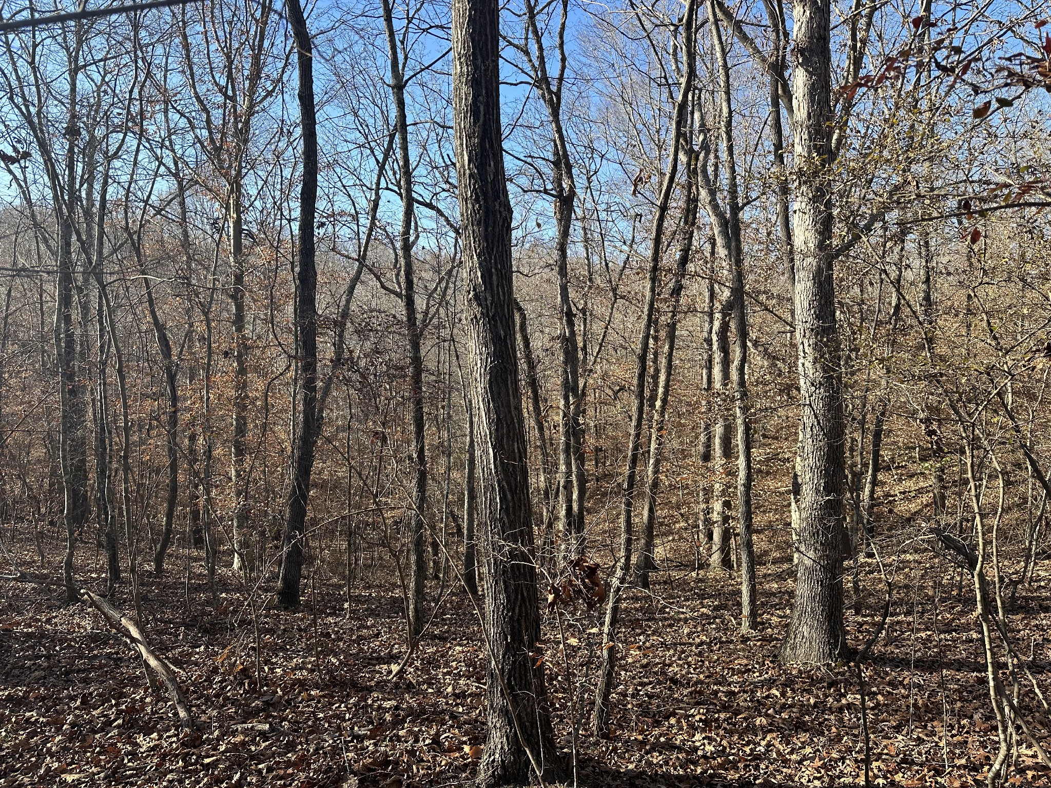 8427 Last Butler Creek Road Iron City, TN 38463 - Photo 39 of 50 a view of a yard with lots of trees