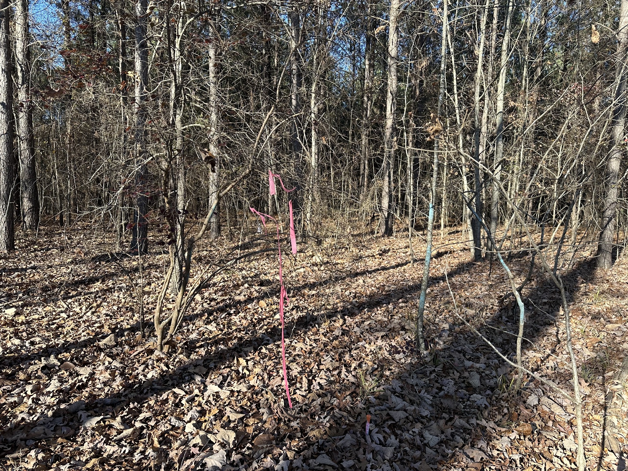 8427 Last Butler Creek Road Iron City, TN 38463 - Photo 40 of 50 a view of a yard with large trees