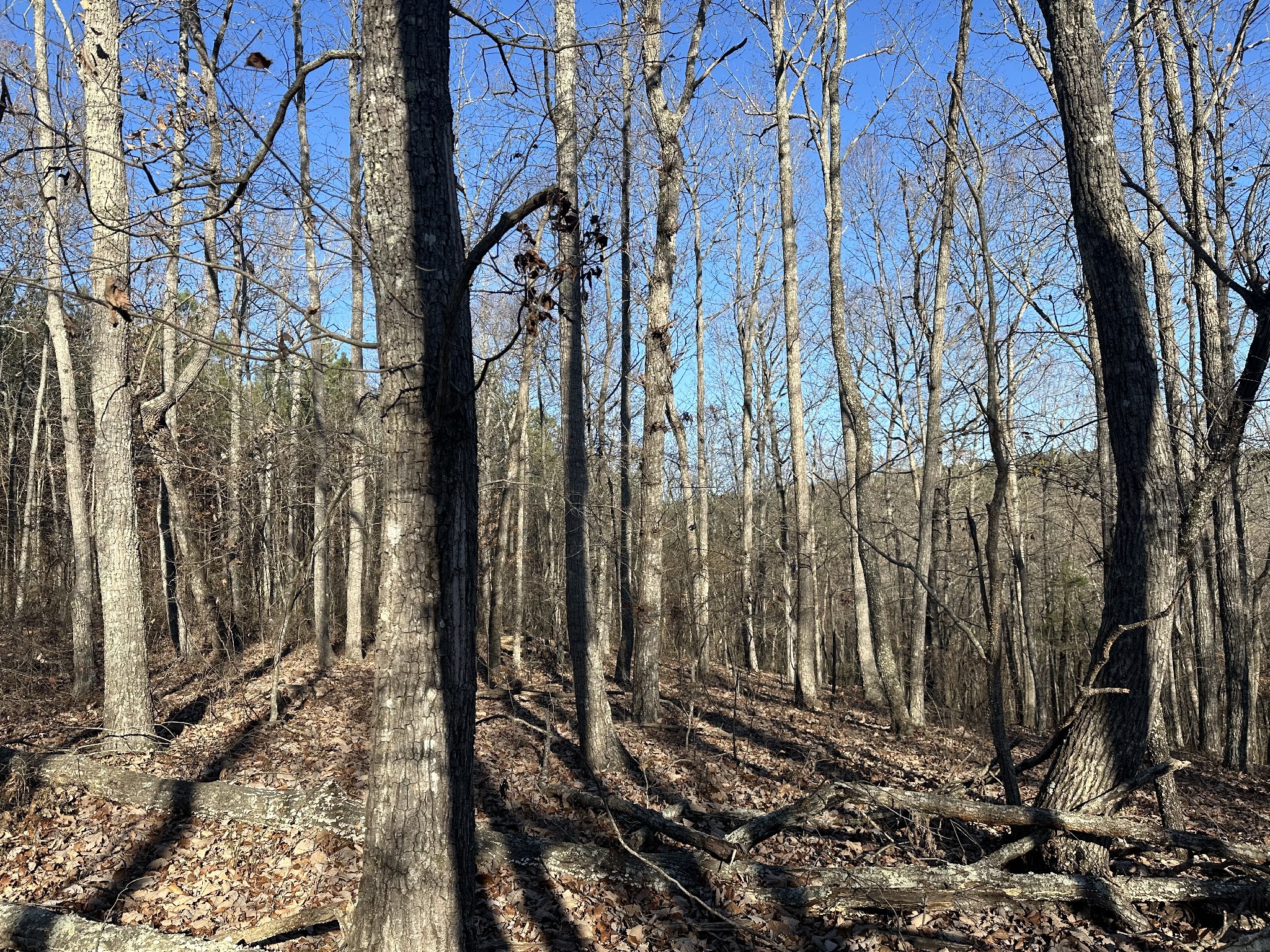 8427 Last Butler Creek Road Iron City, TN 38463 - Photo 41 of 50