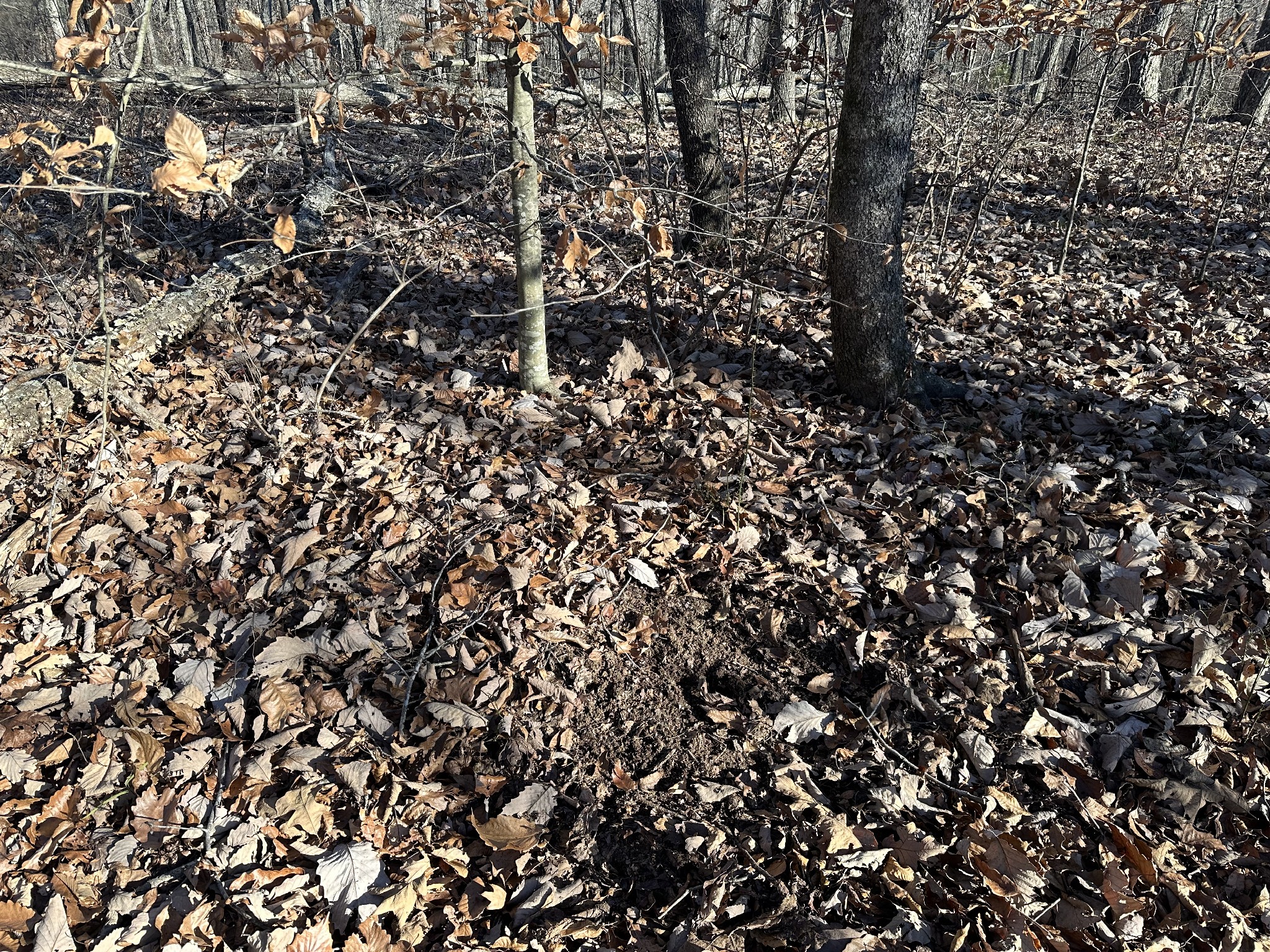 8427 Last Butler Creek Road Iron City, TN 38463 - Photo 44 of 50 a view of a tree