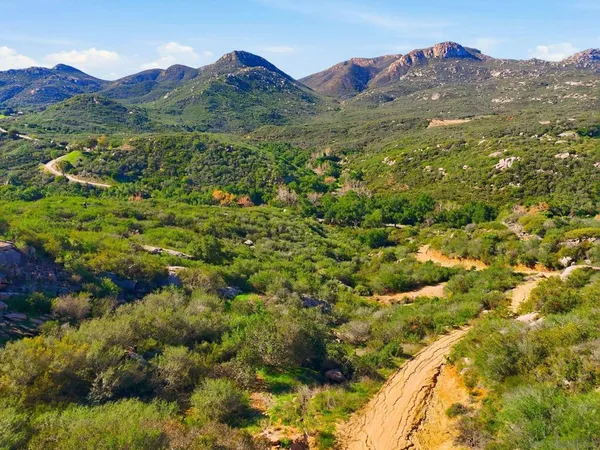 a view of a forest with a mountain