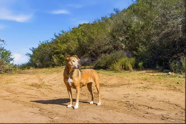 a view of a yard with a mountain