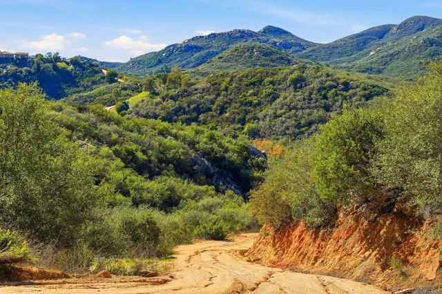 a view of a lush green forest