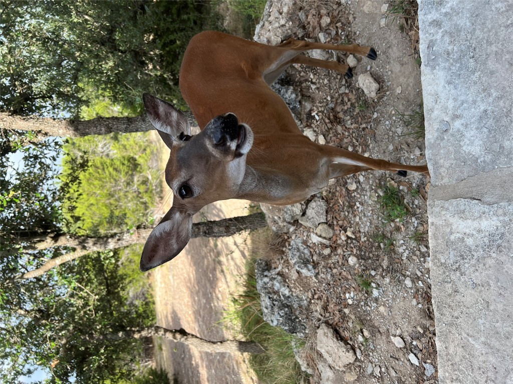 13326 Trautwein Road Austin, TX 78737 - Photo 39 of 40 Exterior view
