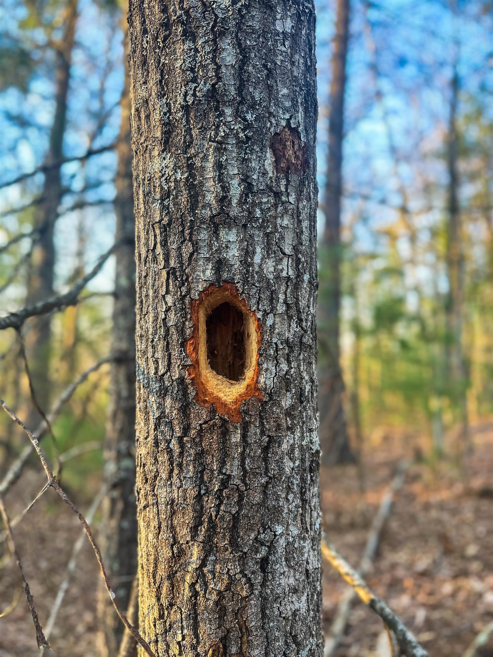 4358 Deerfield Valley Road Deerfield, VA 24432 - Photo 17 of 28