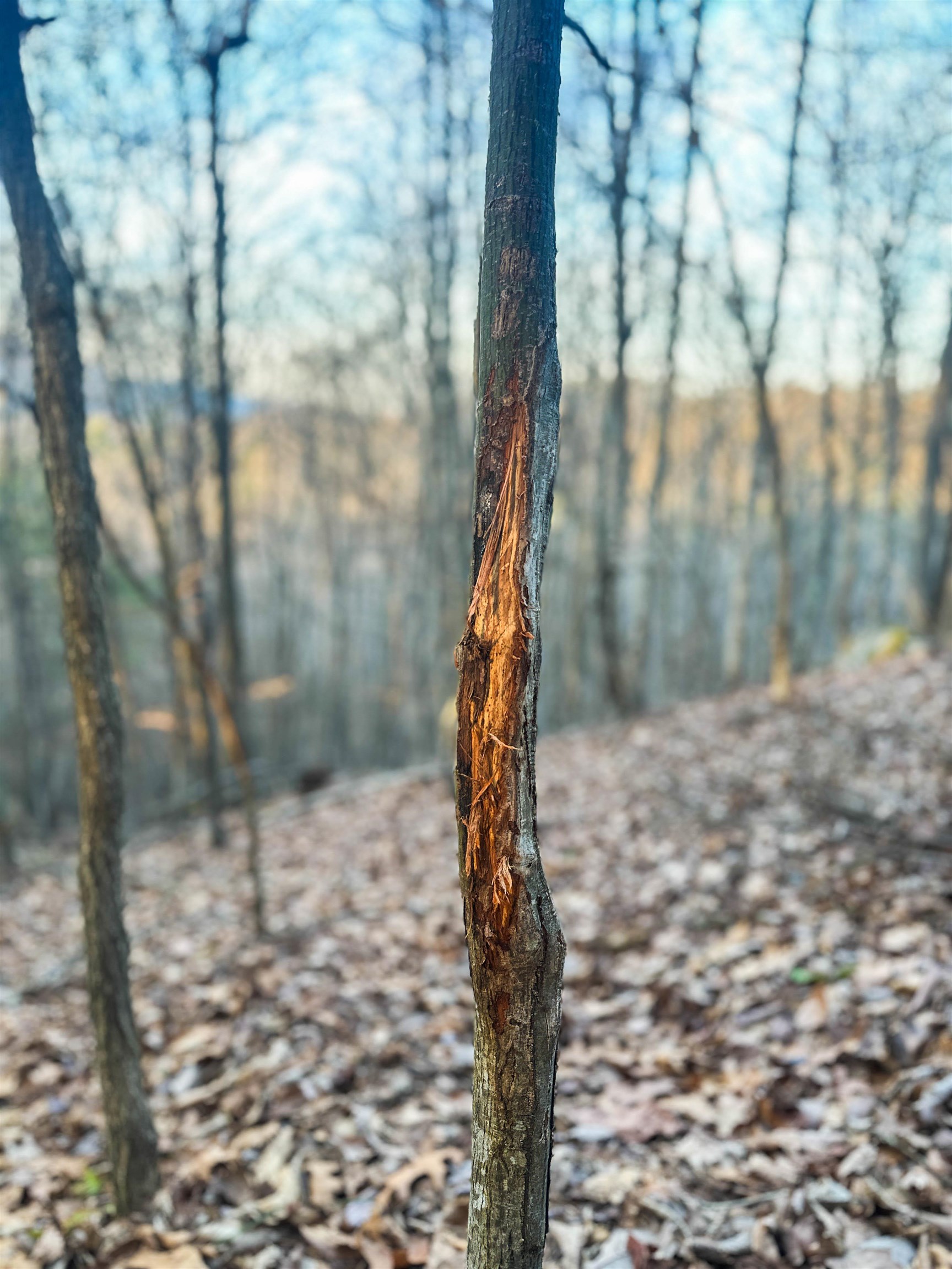 4358 Deerfield Valley Road Deerfield, VA 24432 - Photo 19 of 28