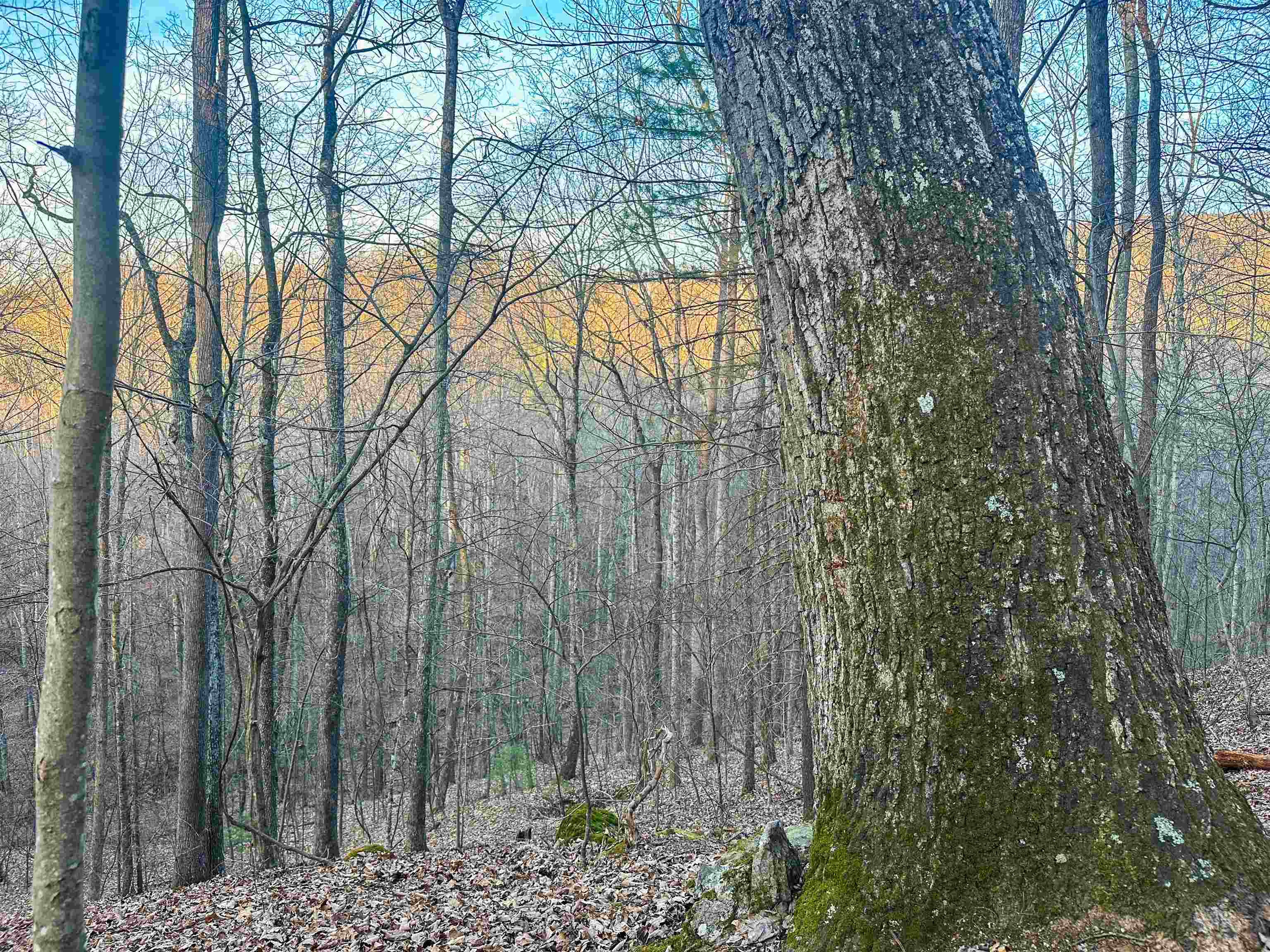 4358 Deerfield Valley Road Deerfield, VA 24432 - Photo 21 of 28