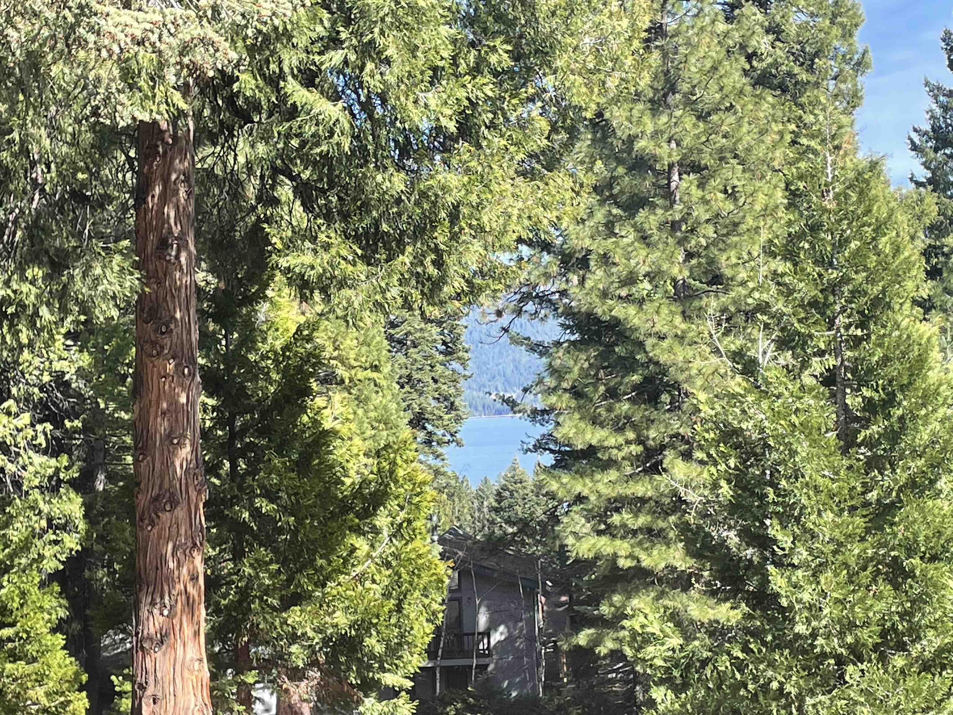 831 Timber Ridge Road Lake Almanor, CA 96137 - Photo 2 of 36 a view of a tree