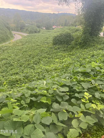 $13,999 | 0 Burke Street, Castlewood, VA 24224