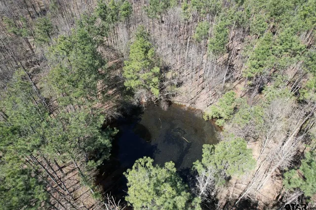 a view of a garden with plants