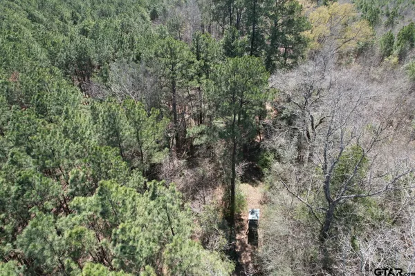 a view of a forest with a tree