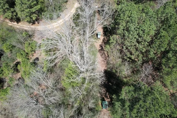 a view of a forest with a tree