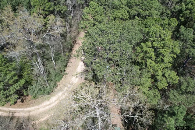 a view of a forest with a tree