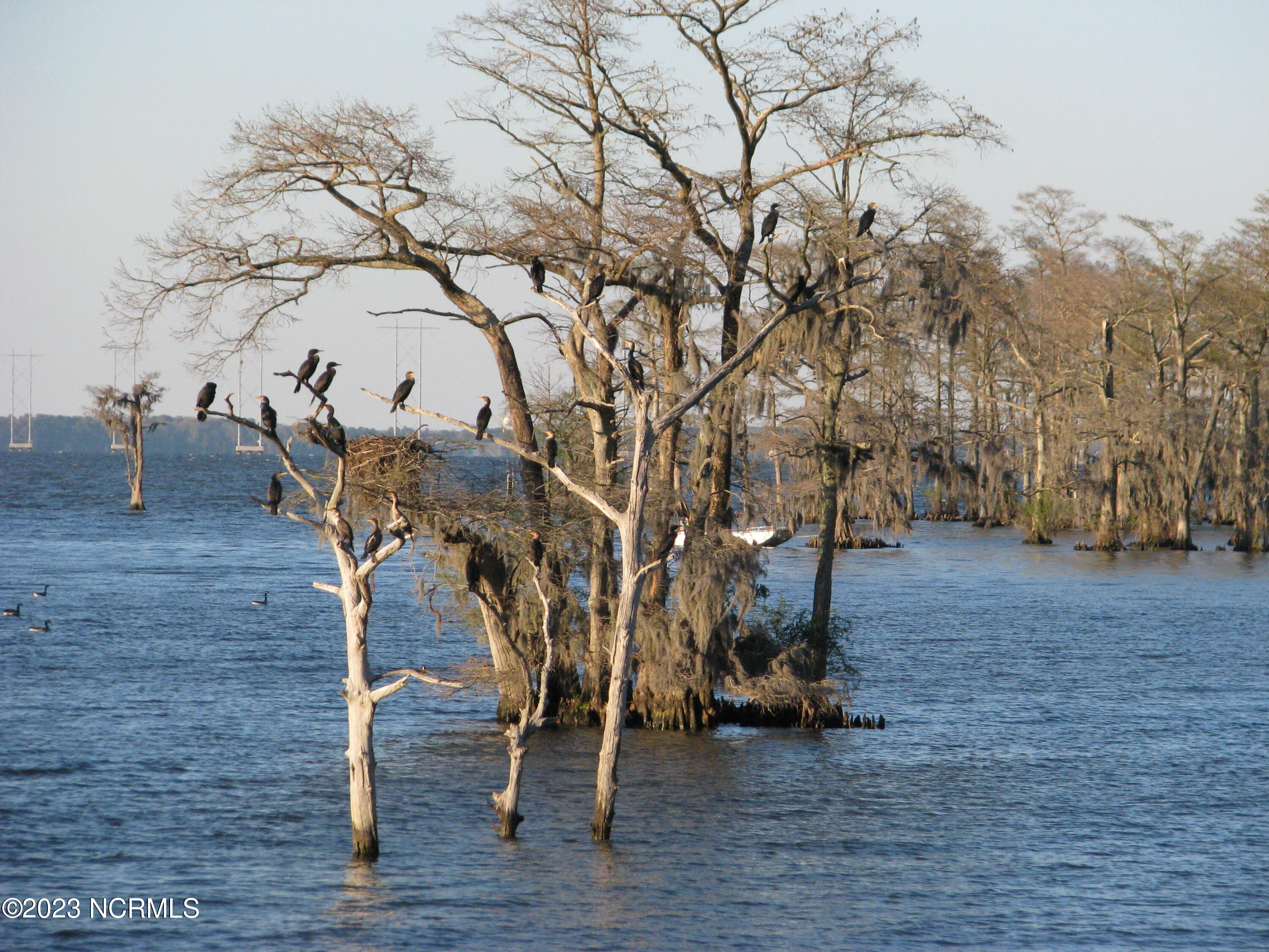 Tbd Osprey Lane Roper, NC 27970 - Photo 3 of 6 Birds and fishermen love the amazing Albemarle Sound!