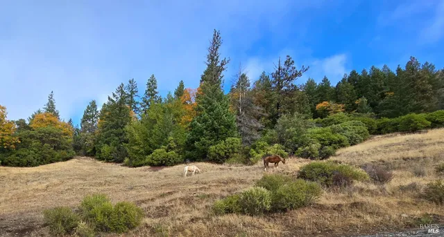 a view of a dry yard with trees in the background