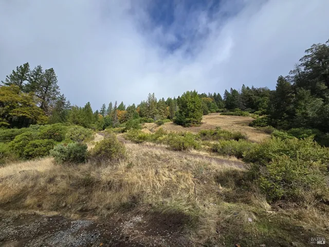 a street view with large trees
