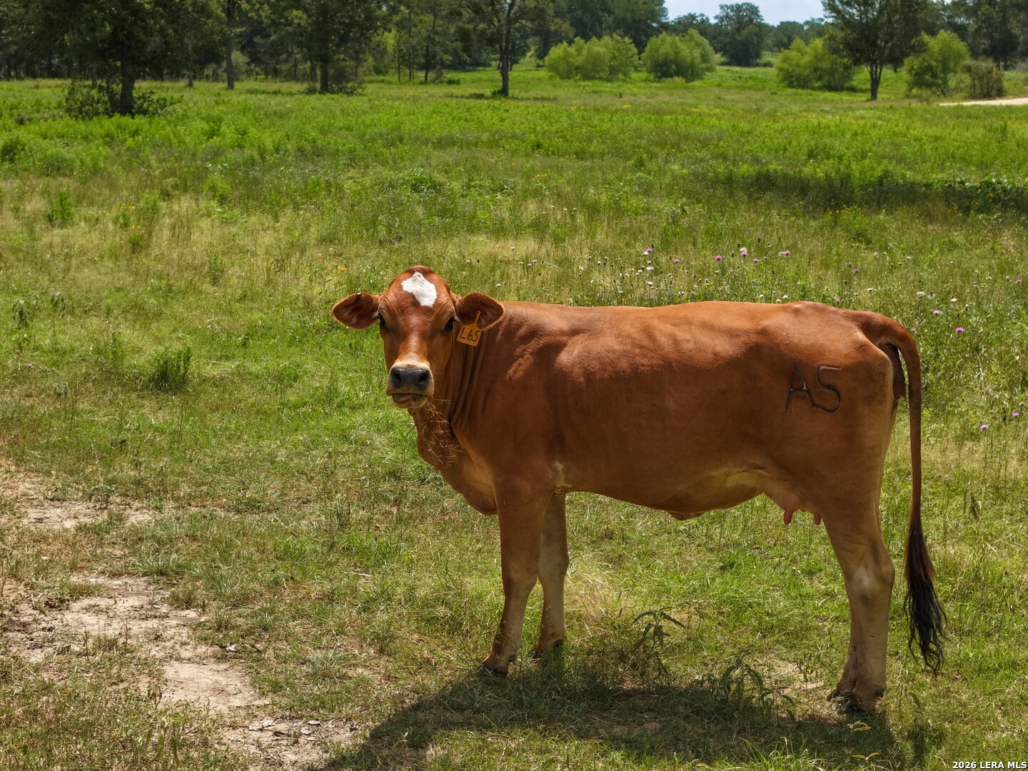 5501 Old Colony Line Road Lockhart, TX 78644 - Photo 20 of 32