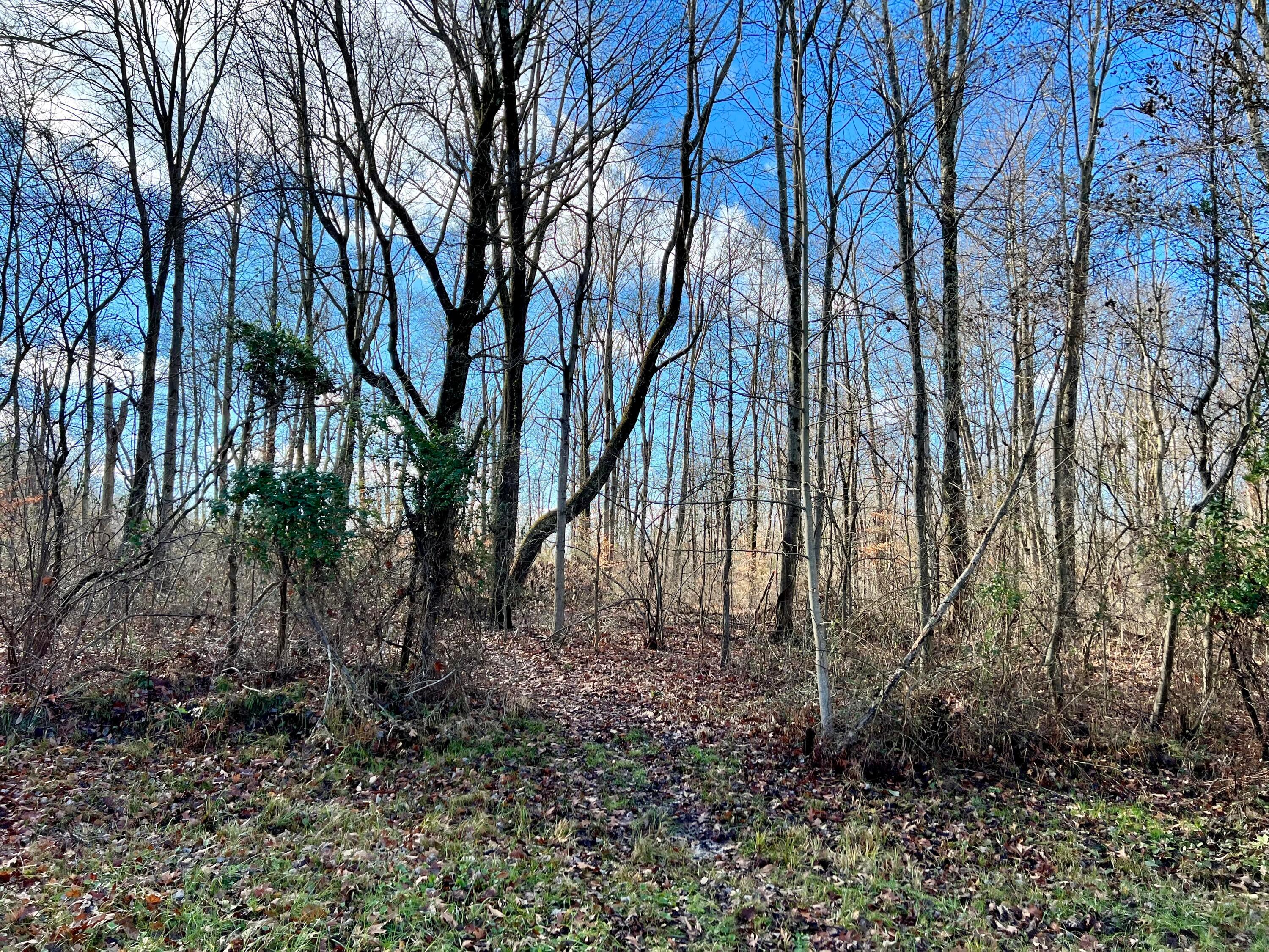 0 Poverty Ridge Road Blue Rock, OH 43720 - Photo 29 of 36 D53DEB6E-7F3A-4552-A61E-E5D34064FFB7