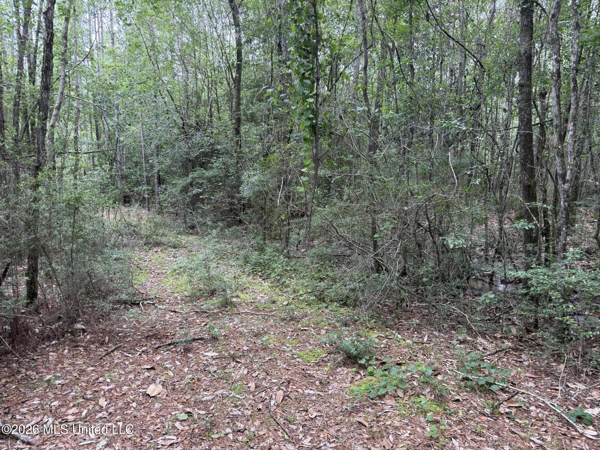 49 Highway Saucier Ms 39574 Saucier, MS 39574 - Photo 7 of 9 Wooded trail