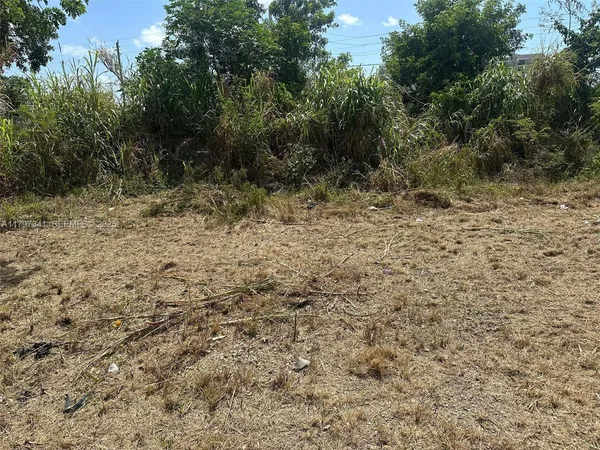 a view of a dry yard with trees