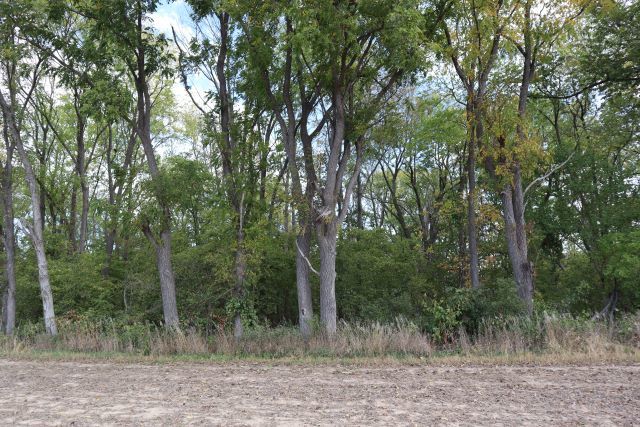 0 Creek Ridge Drive Dixon, IL 61021 - Photo 2 of 6 a view of a forest